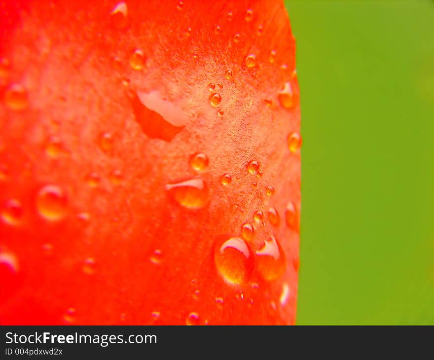 Flower leaf with dew drops macro. Flower leaf with dew drops macro