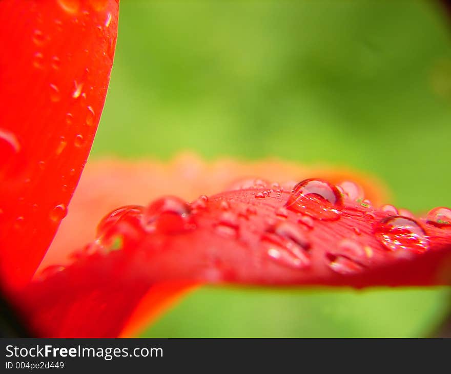 Flower leaf with dew drops macro. Flower leaf with dew drops macro