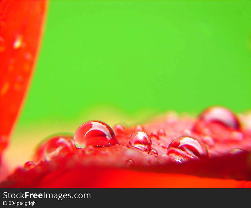 Flower leaf with dew drops macro. Flower leaf with dew drops macro