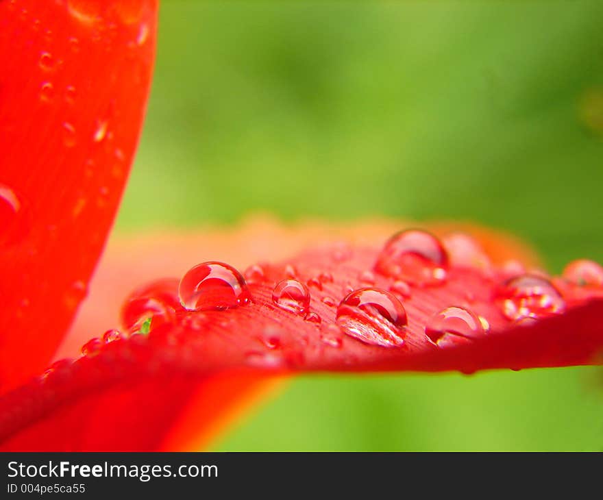 Flower leaf with dew drops macro. Flower leaf with dew drops macro