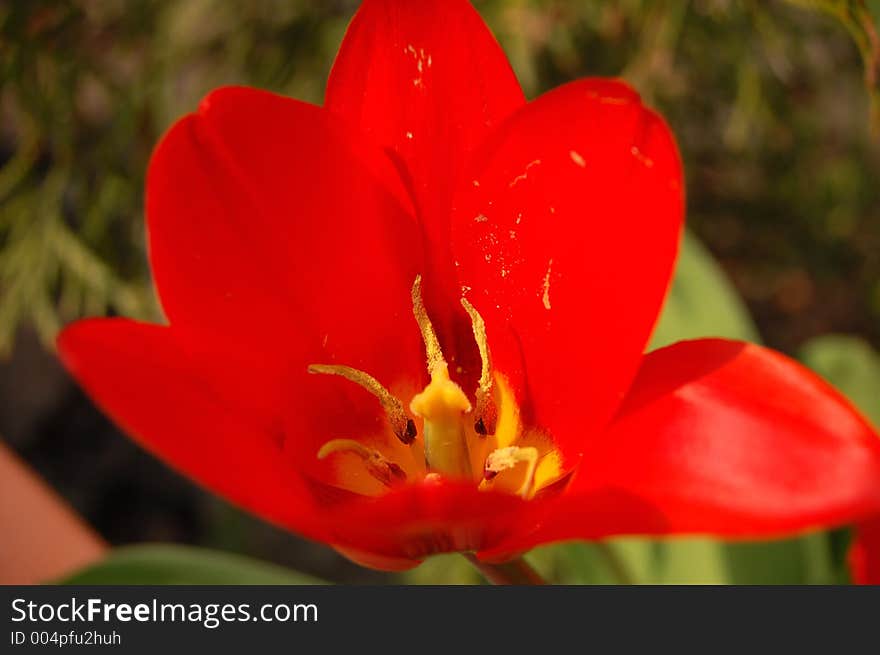 Red flower. Red flower