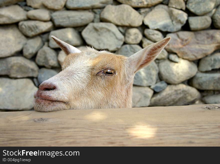 Goat staring you in the face. Goat staring you in the face