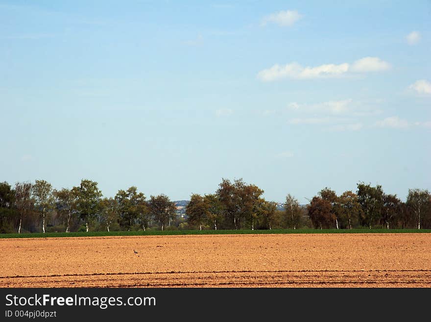 Farmland with forest at the horizont and blue sky. Farmland with forest at the horizont and blue sky