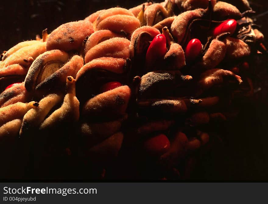 Magnolia fruit with seeds. Magnolia fruit with seeds