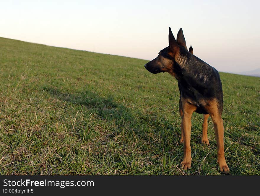 Dark-haired german shepherd looking ahead