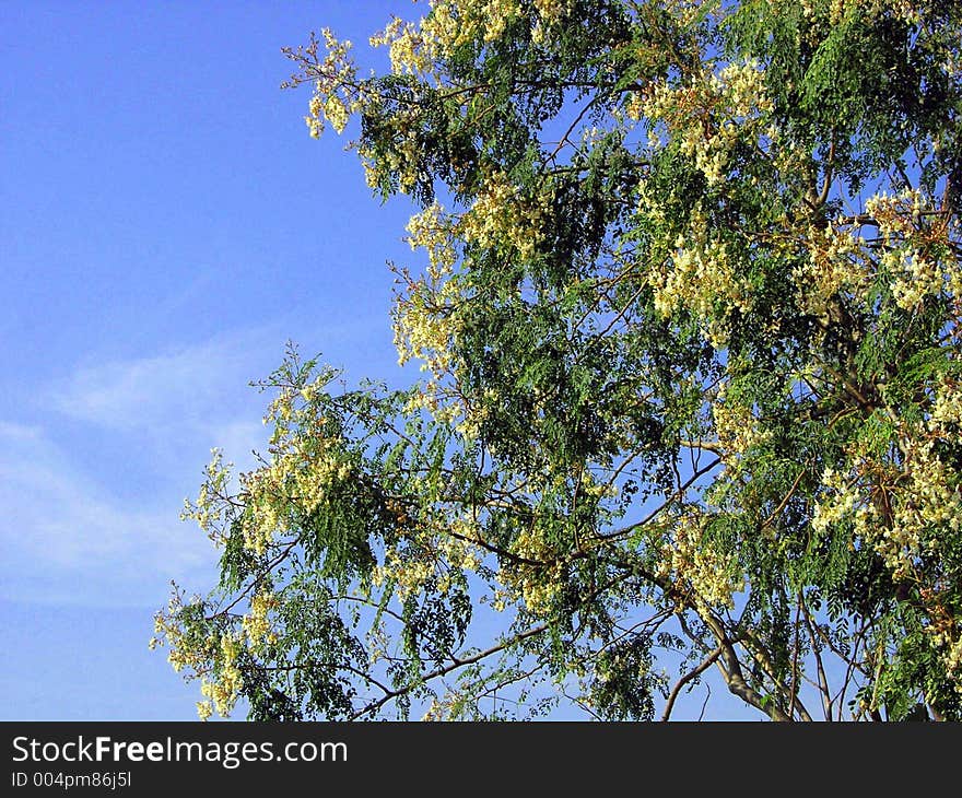 A tree with sky as backgrownd. A tree with sky as backgrownd