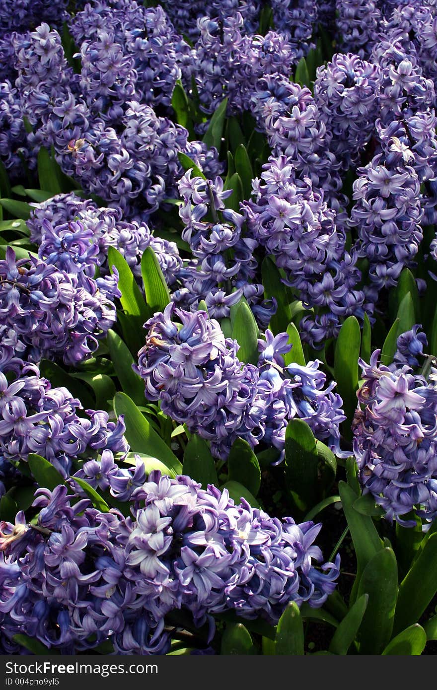 Purple Dutch Flowers