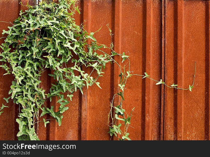 Rusty plate and climbing plant. Rusty plate and climbing plant