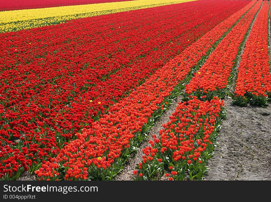 Red flower field