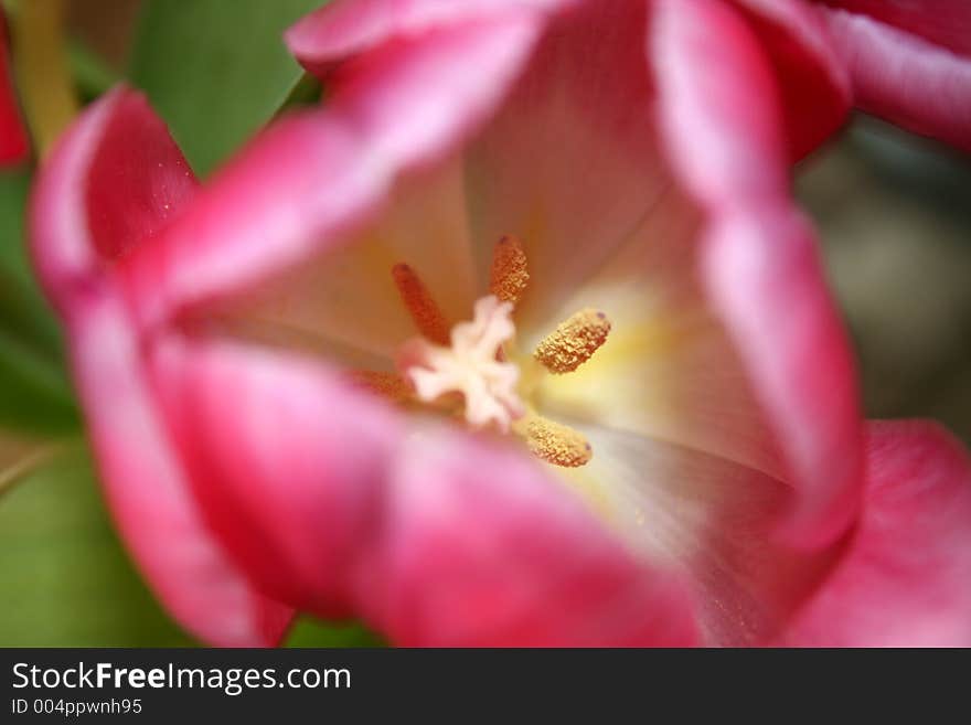 Pink tulip