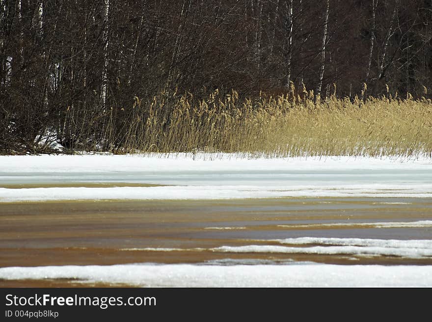 Winter reed