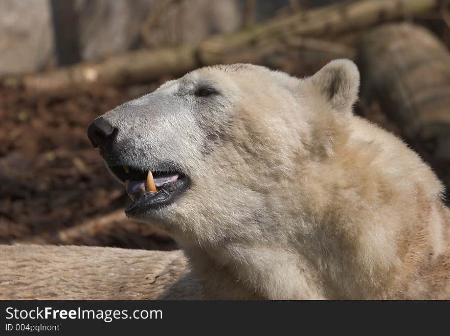 Polar bear