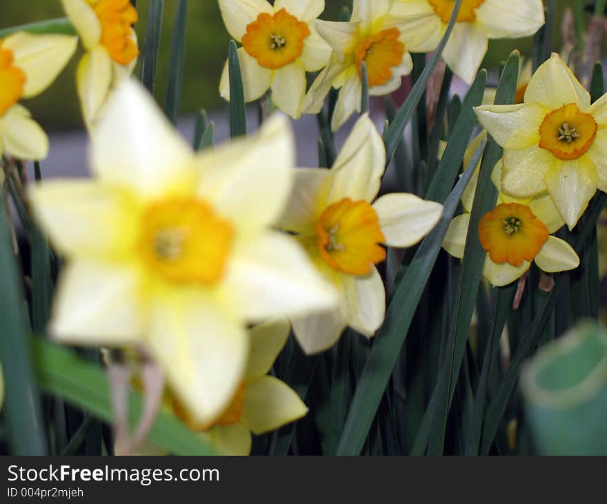 Daffodils. Daffodils