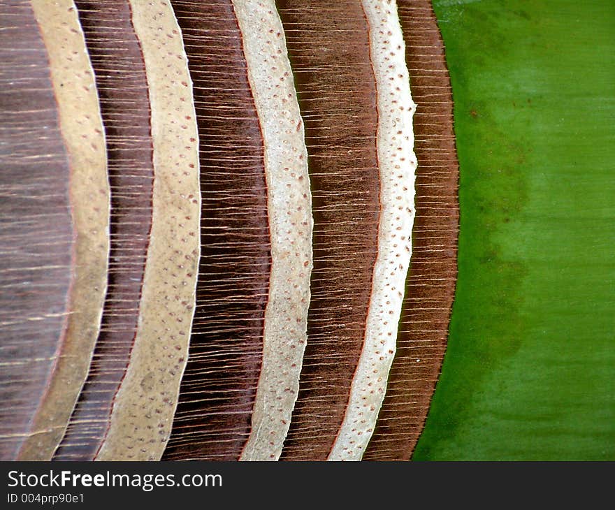 Royal palm bark abstract