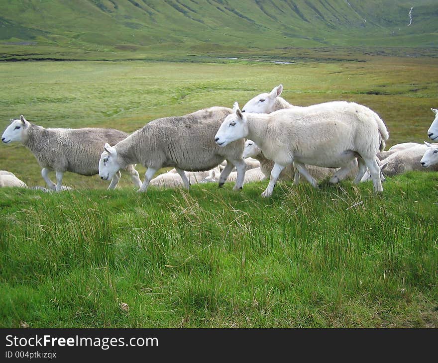 A flock on a Scotland field