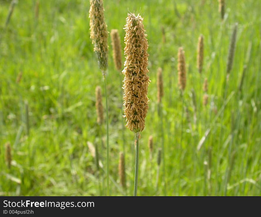 Wetland grass in the wetlands of Happy Valley, Oregon. Wetland grass in the wetlands of Happy Valley, Oregon