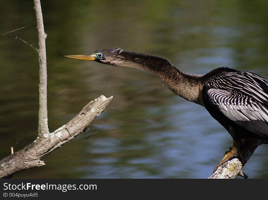 Anhinga, male, FL