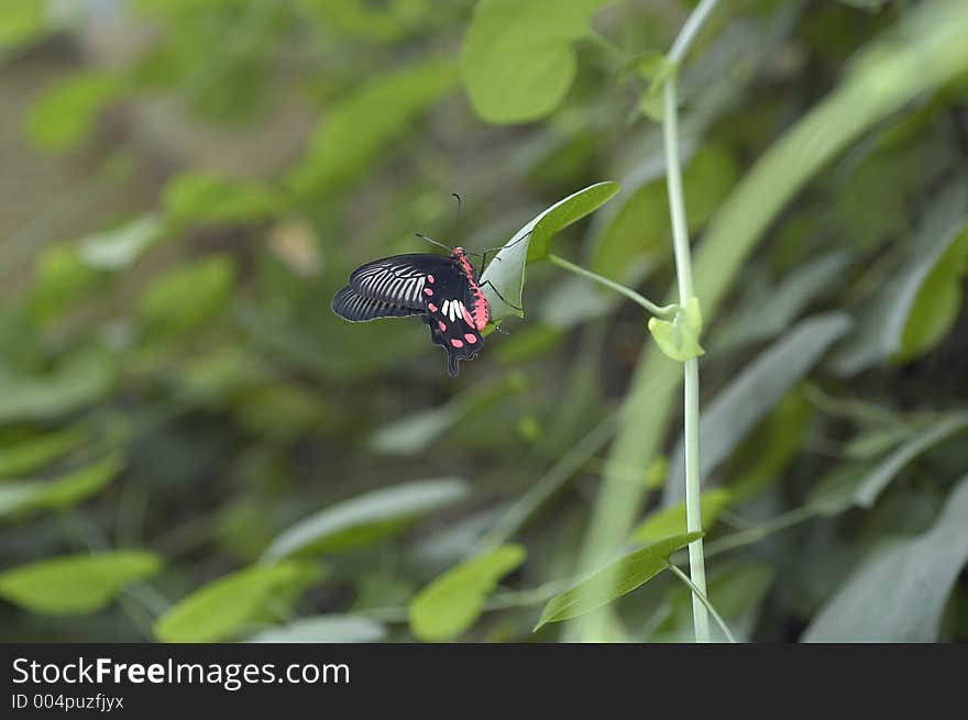 Butterfly in a green plant at forest. Butterfly in a green plant at forest.