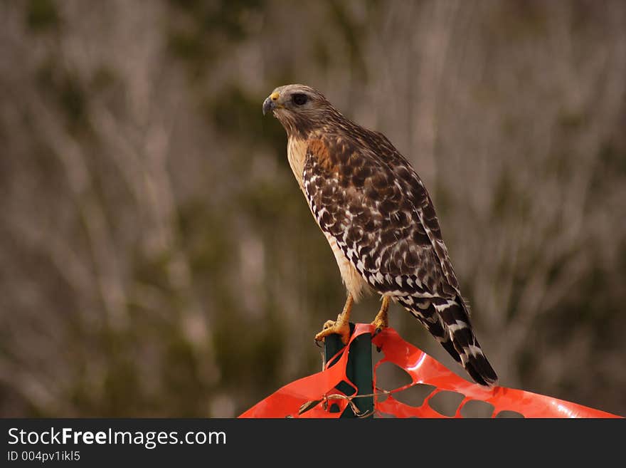 Red shouldered, hawk, Florida