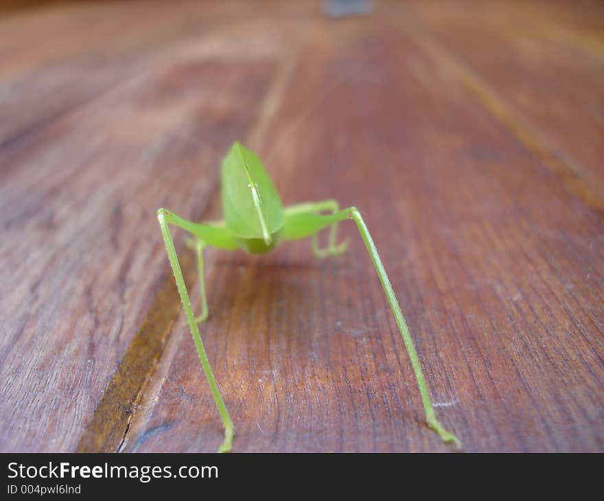 A grasshopper stands angled ready to jump. A grasshopper stands angled ready to jump.