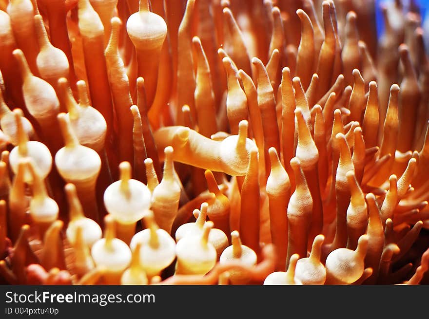 Anemone - Clown Fish habitat.