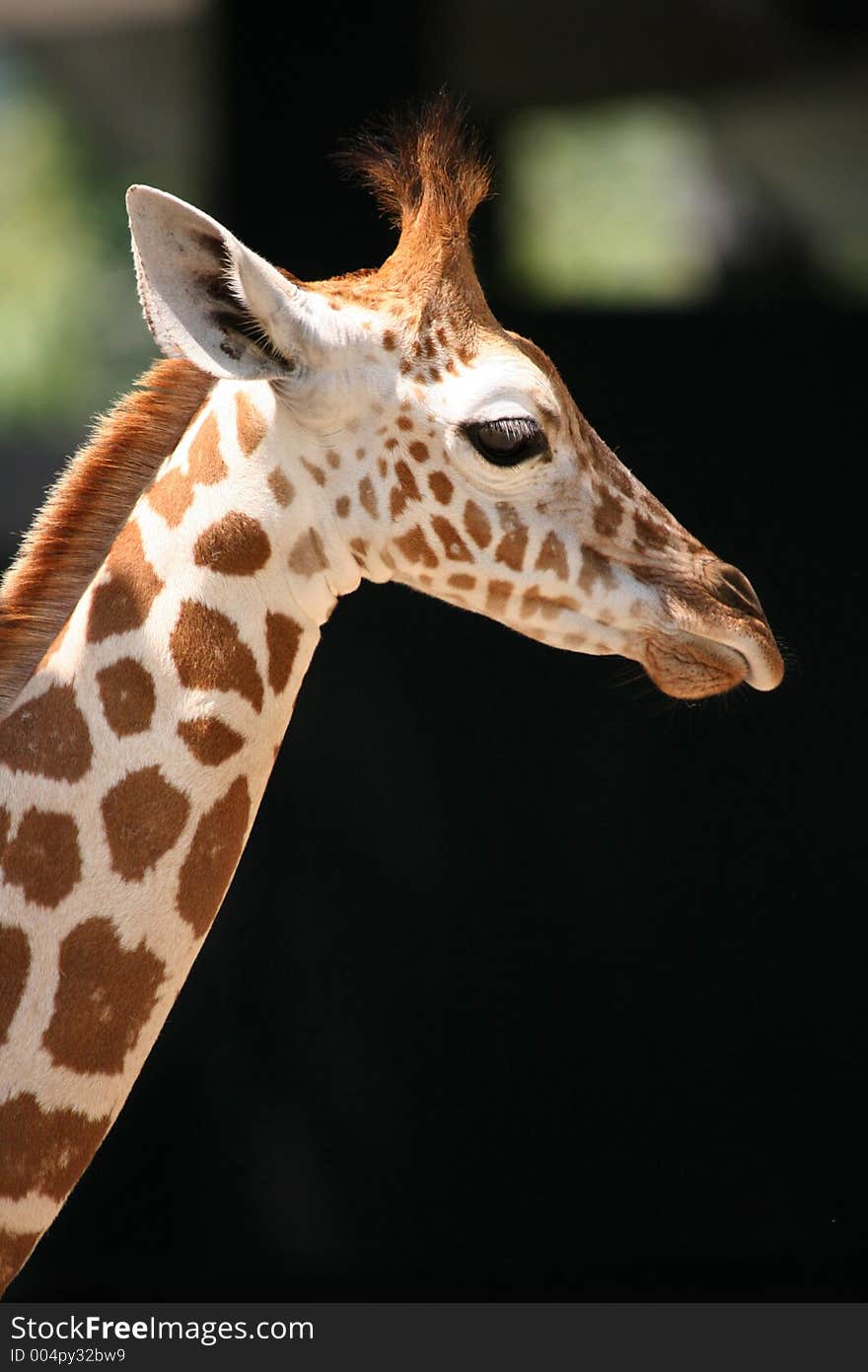 Head and neck shot of adult African giraffe