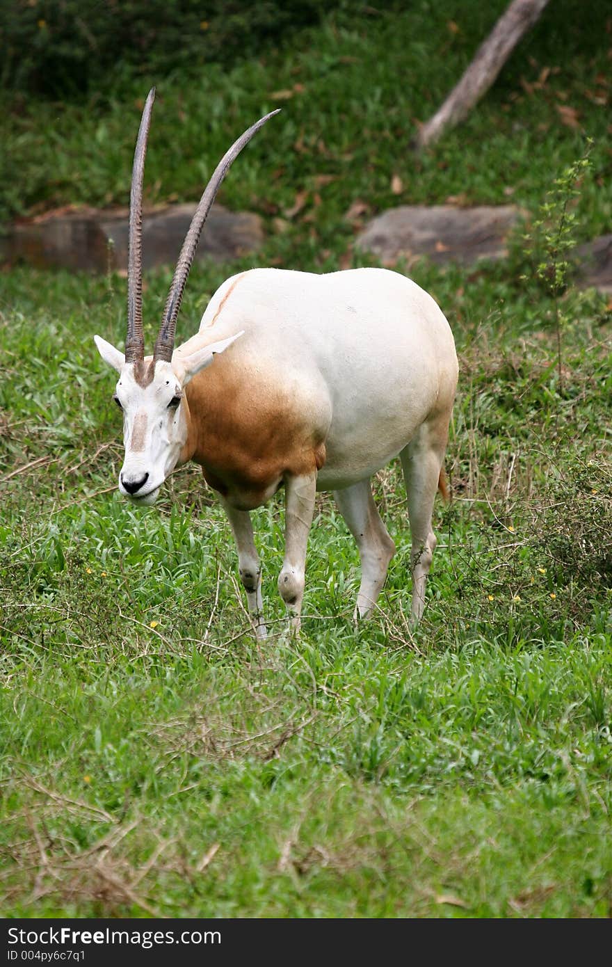 White Scimitar Horned Oryx grazing in a green field. White Scimitar Horned Oryx grazing in a green field