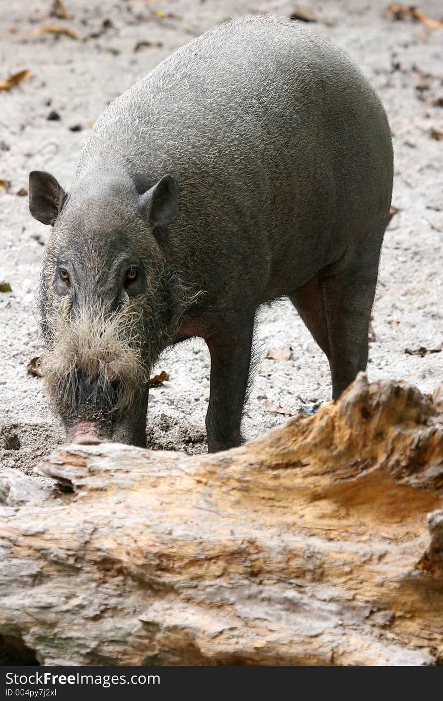 A bearded pig sniffing away for burried fruit and vegetation.