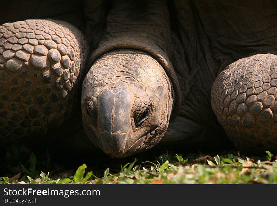 Head and shoulder portrait of a Galapagos tortoise