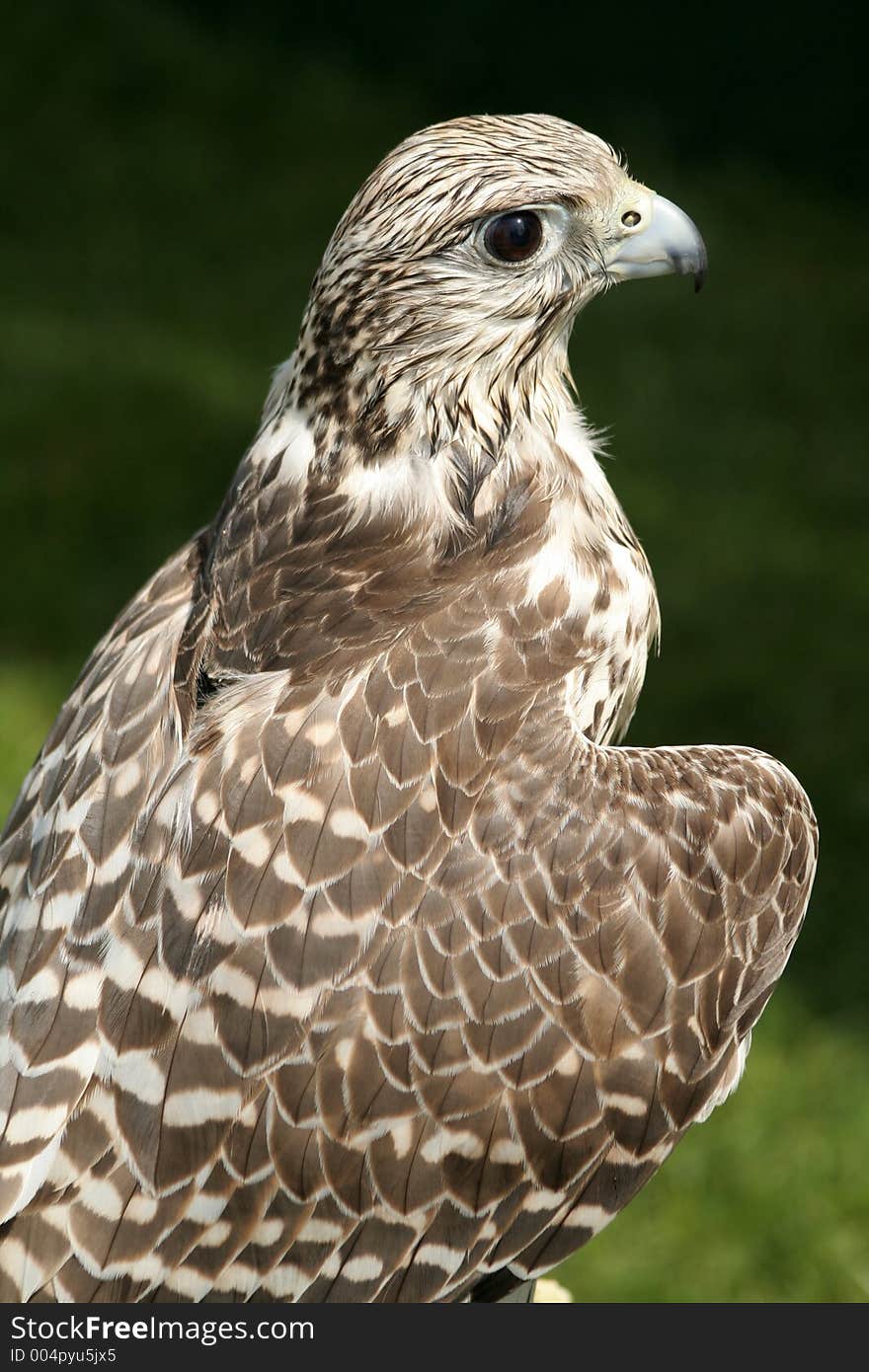 Hybrid Falcon keeps a beady eye. Hybrid Falcon keeps a beady eye