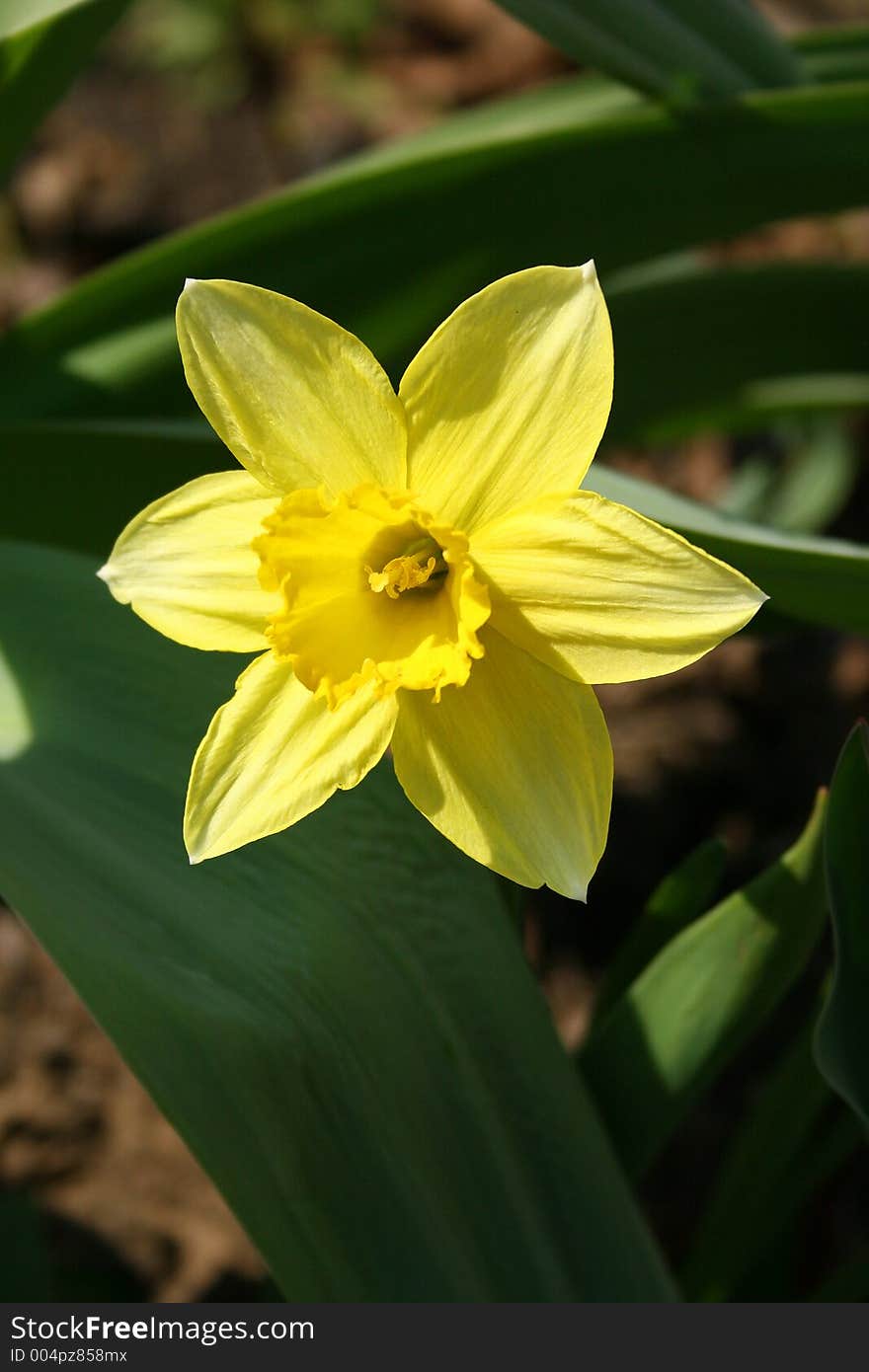 Spring flowers in my garden. Solar May day. Spring flowers in my garden. Solar May day.