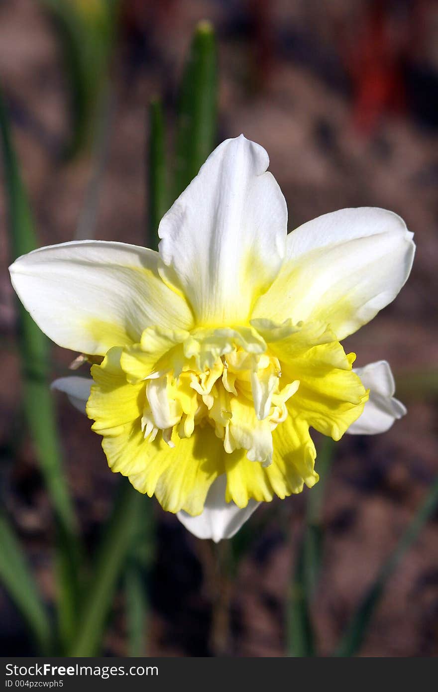 Spring flowers in my garden. Solar May day. Spring flowers in my garden. Solar May day.