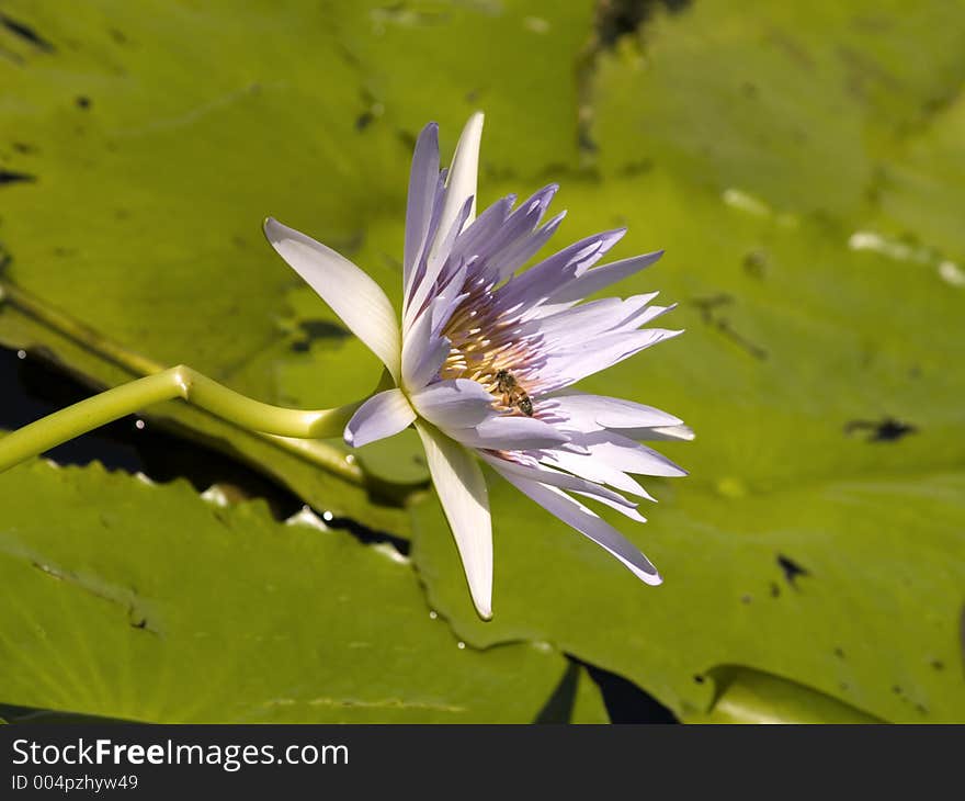 Water Lilly