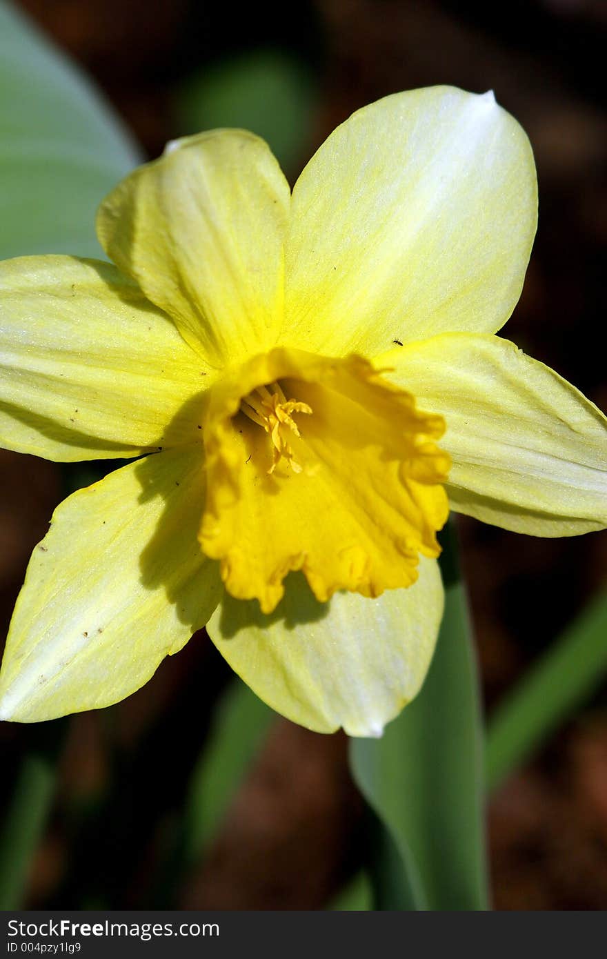 Spring flowers in my garden. Solar May day. Spring flowers in my garden. Solar May day.