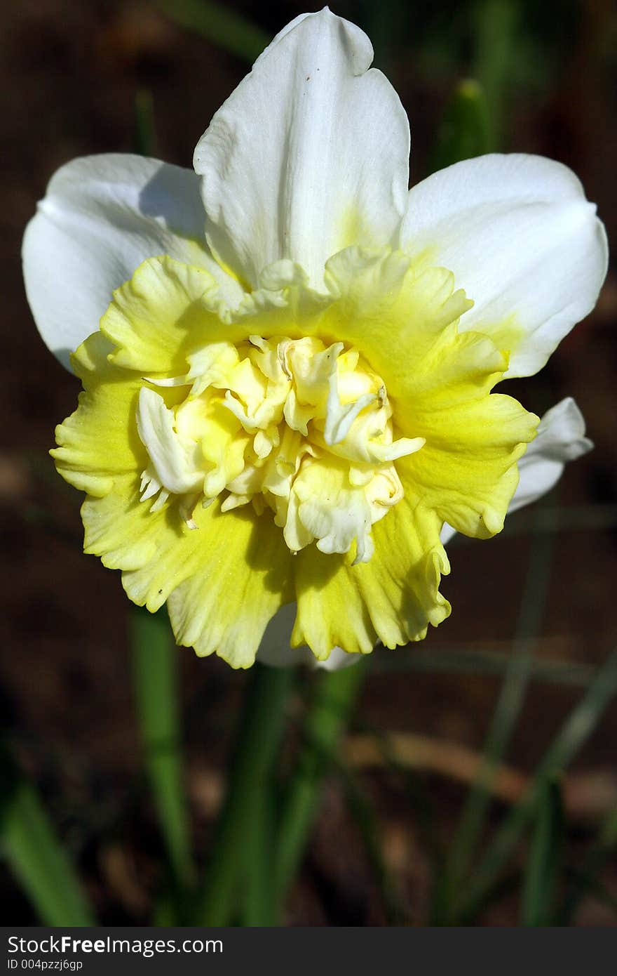 Narcissus.