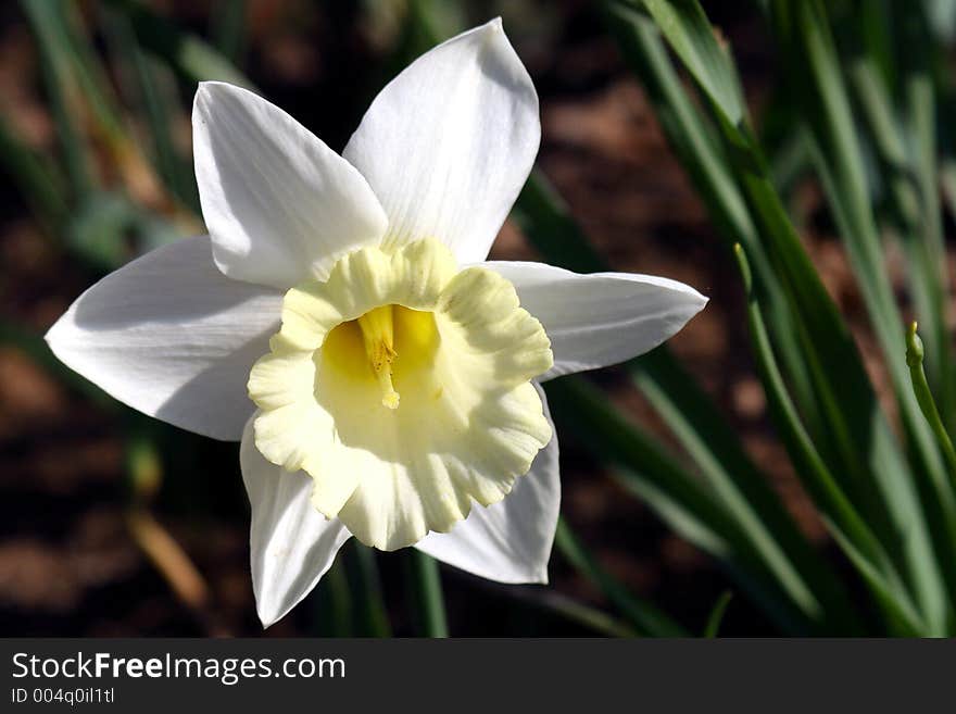 Spring flowers in my garden. Solar May day. Spring flowers in my garden. Solar May day.