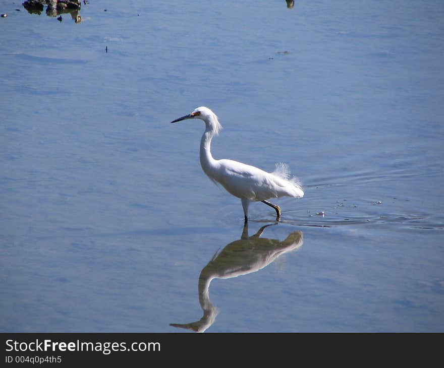 This white egret cast a lovely shadow in the clear blue water in the Merritt Island Wildlife Preserve in Florida. This white egret cast a lovely shadow in the clear blue water in the Merritt Island Wildlife Preserve in Florida.