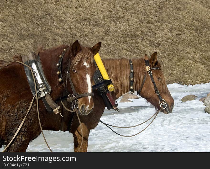 Two brown horses. Two brown horses