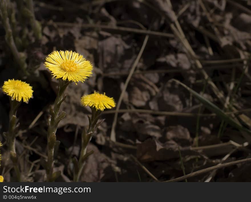 Wild Colts Foot, off centered on leaf litter background