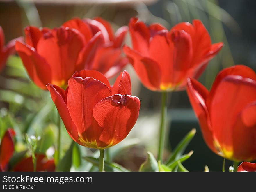 Bright red Tulips