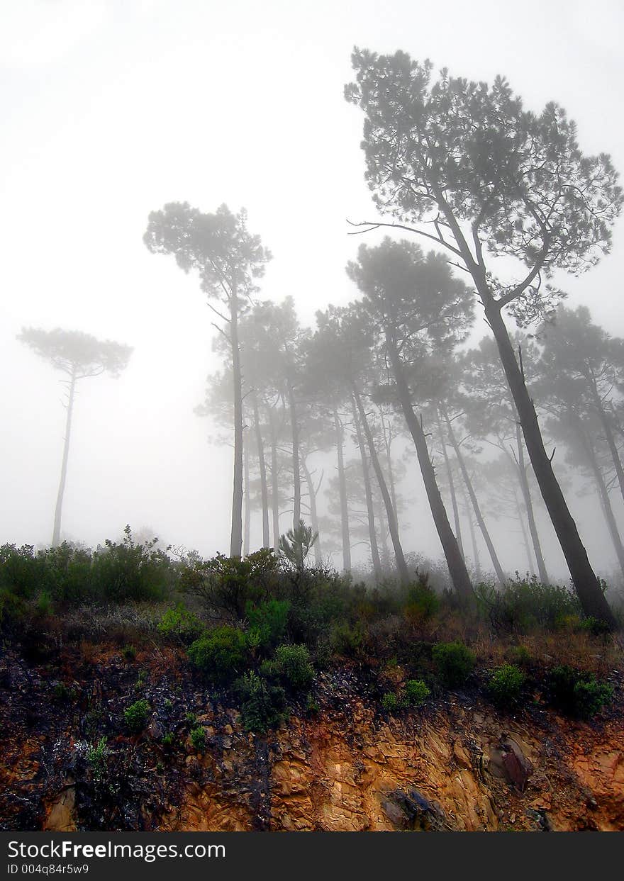 Portrait photo of a mountain slope shrouded in mist. Portrait photo of a mountain slope shrouded in mist.