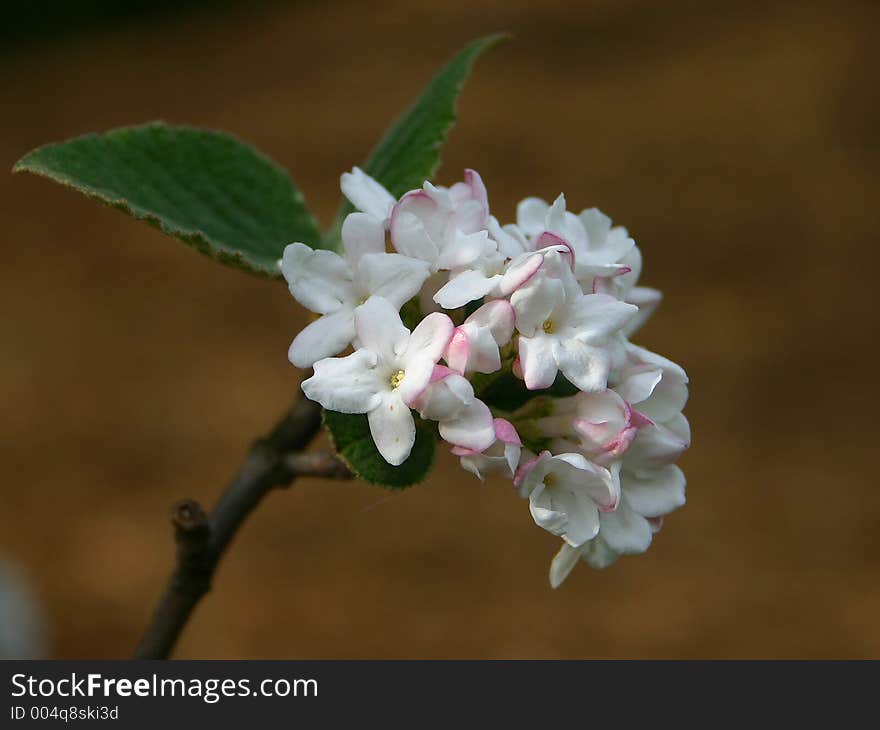 Lilac Blossom