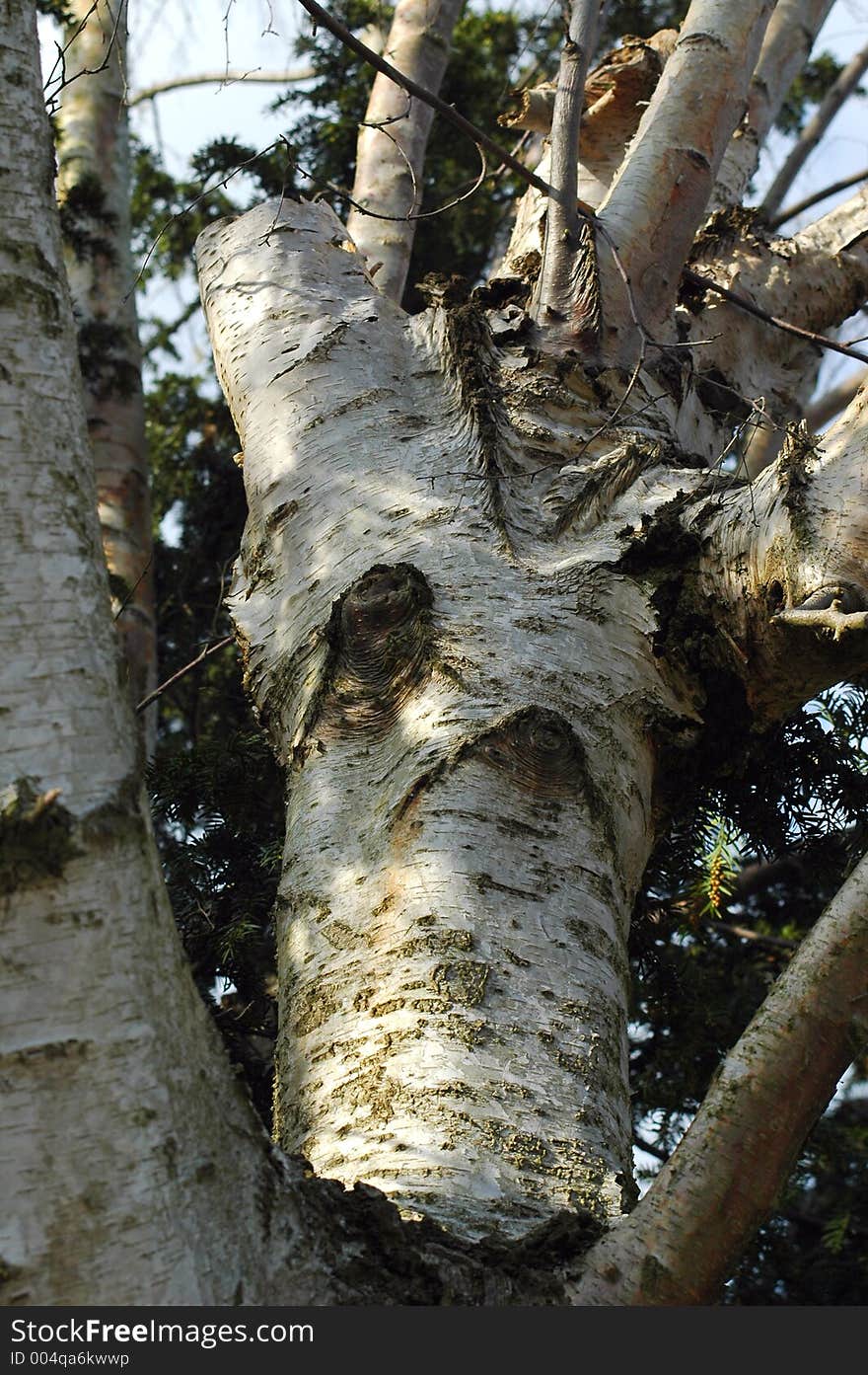 Pruned silver birch tree and bark detail. Pruned silver birch tree and bark detail