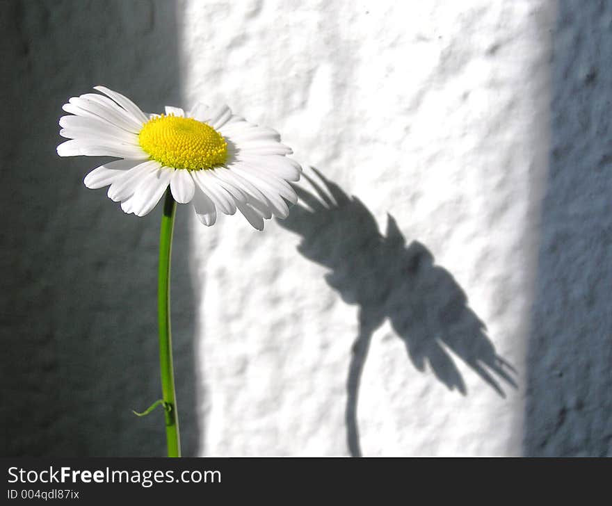 Daisy,shadows on the wall