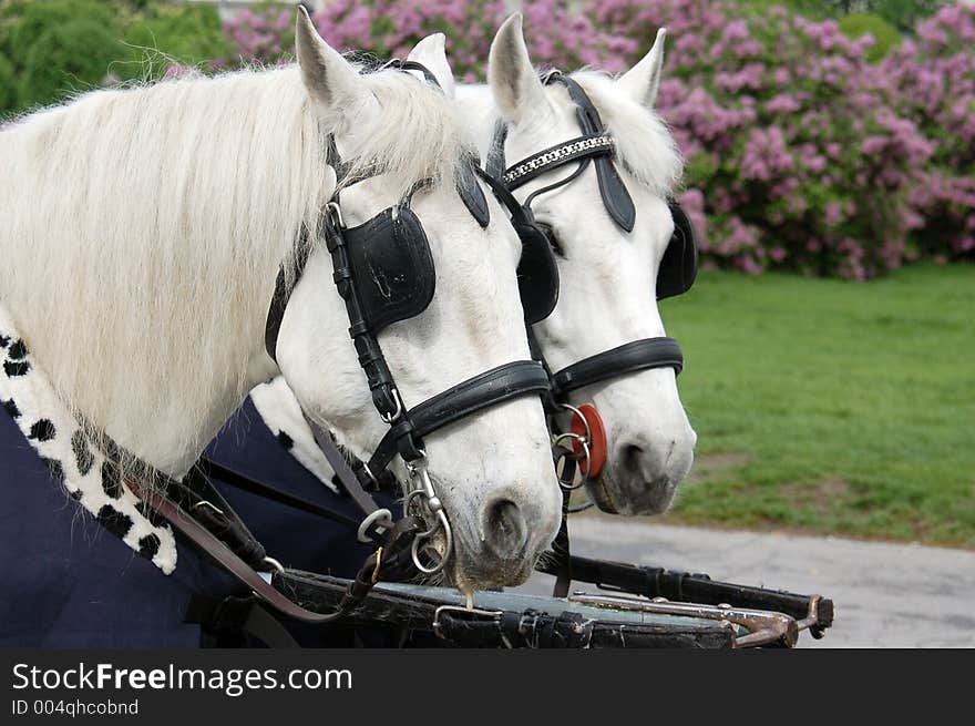 Two carriage horses. Two carriage horses