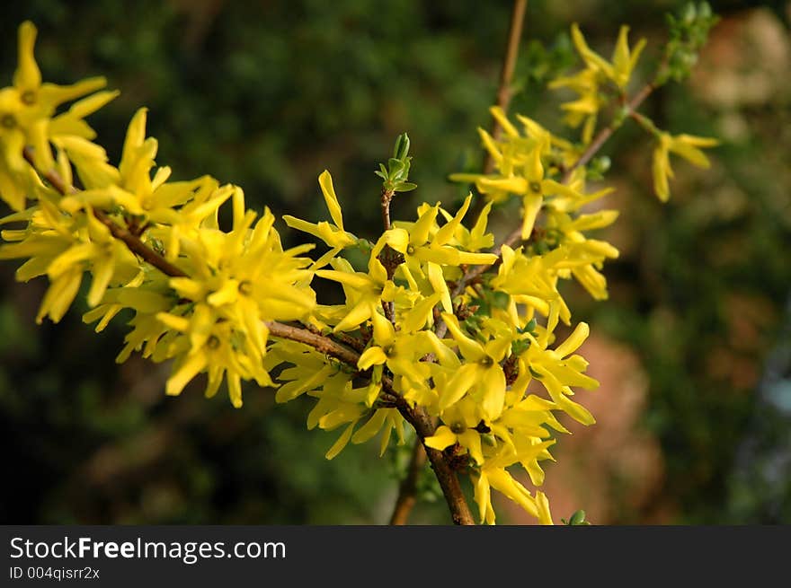 Wild flowers blossom