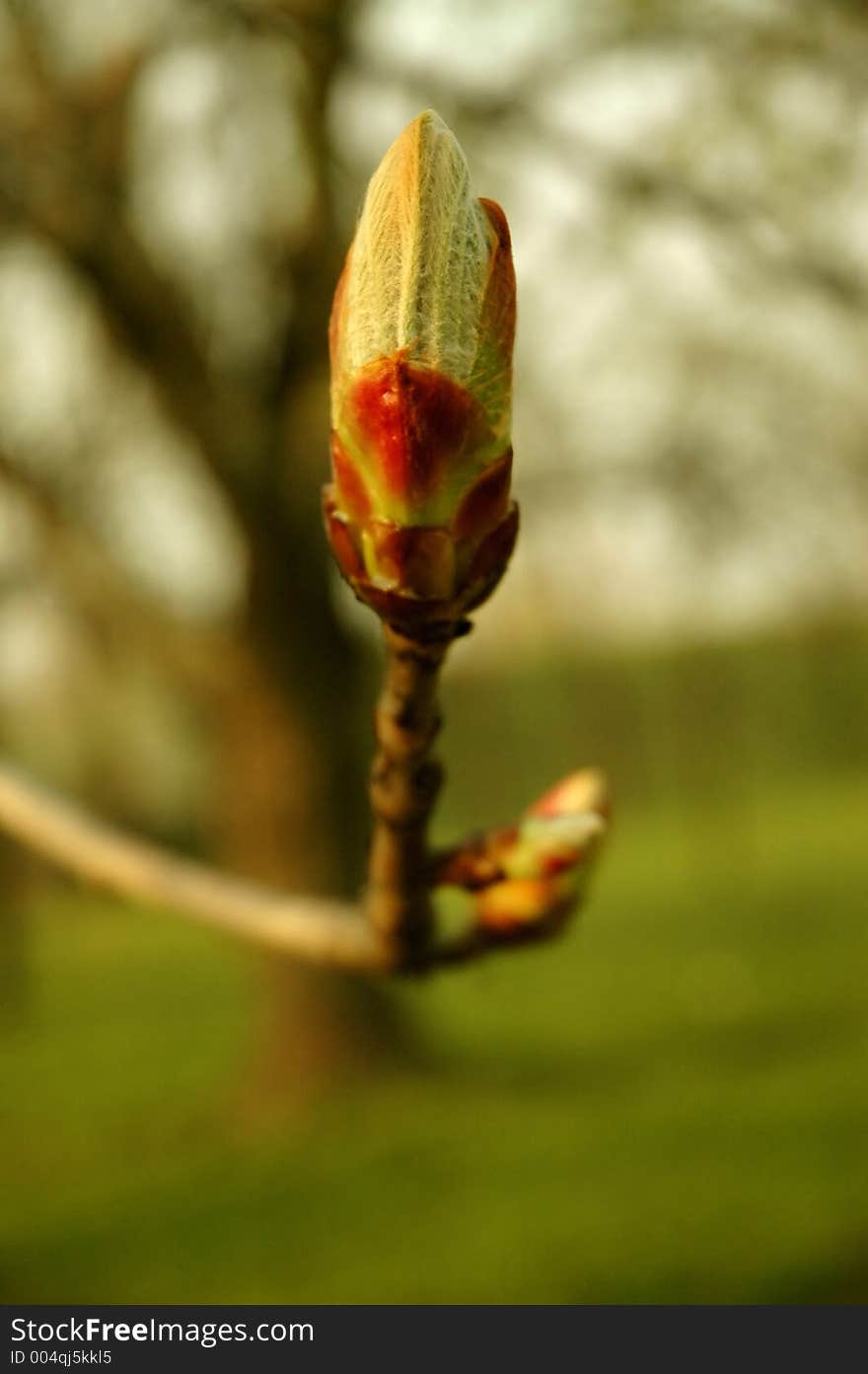 Magnolia blossom