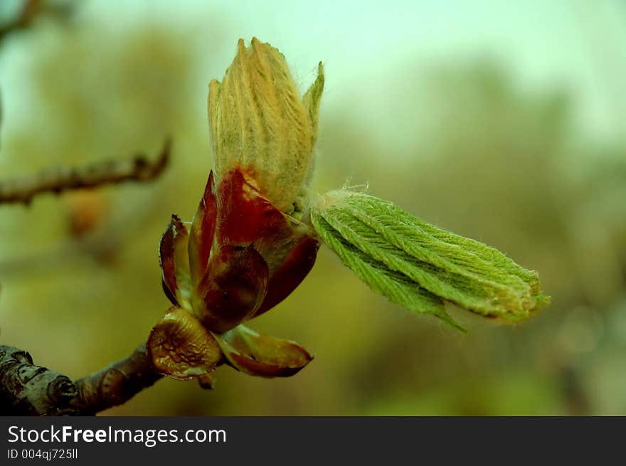 Magnolia blossom