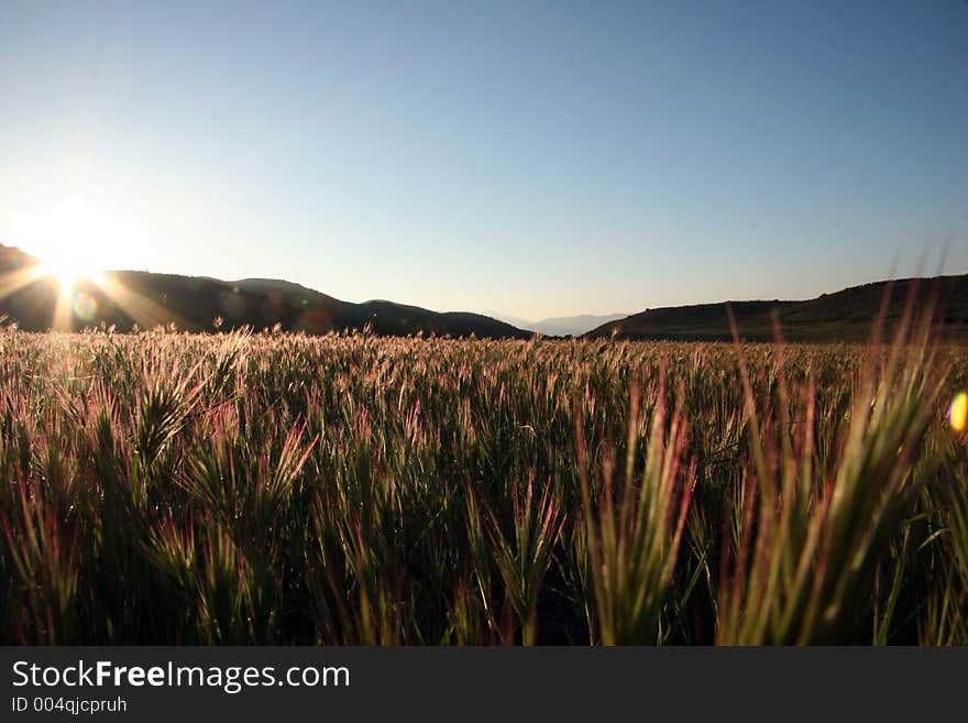 Wild weed