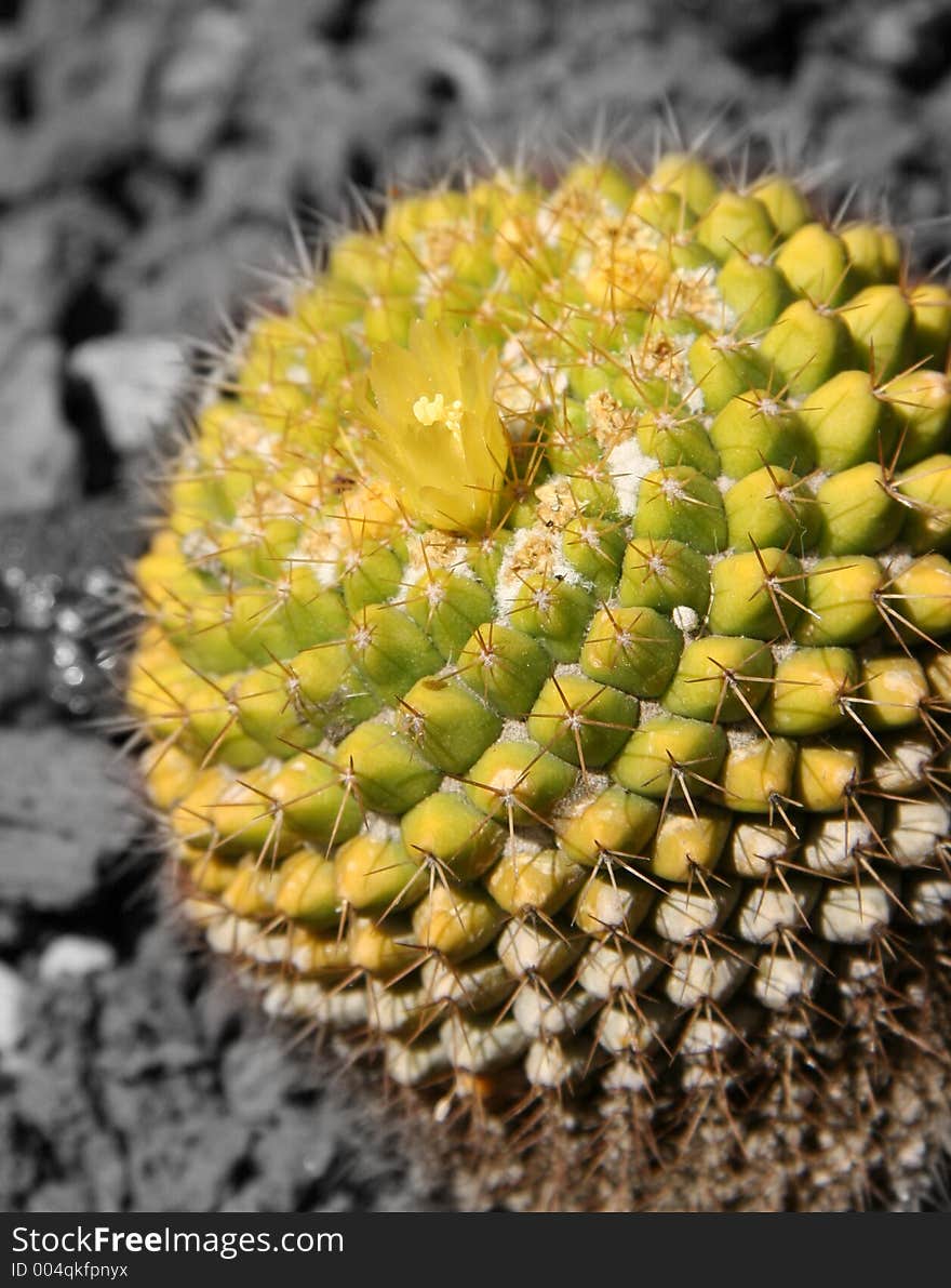 Yellow cactus